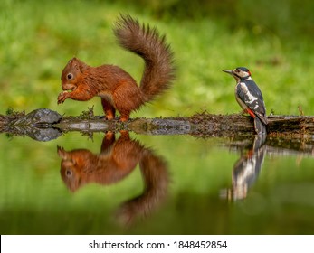 Red Squirrel ( Sciurus vulgaris ) and a Greater Spotted Woodpecker reflected in the pond.