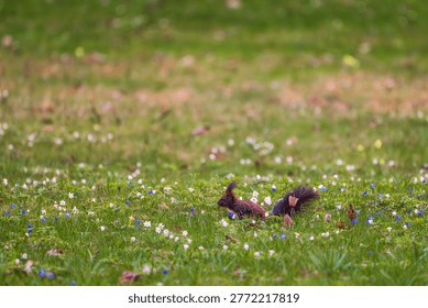 Red squirrel (Sciurus vulgaris) jumping mid-air over a green lawn in a park. Dark morph squirrel in motion with bushy tail extended. Dynamic wildlife photography of a small mammal in the wild.