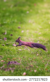 Red squirrel (Sciurus vulgaris) jumping mid-air over a green lawn in a park. Dark morph squirrel in motion with bushy tail extended. Dynamic wildlife photography of a small mammal in the wild.
