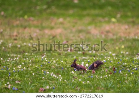 Red squirrel (Sciurus vulgaris) jumping mid-air over a green lawn in a park. Dark morph squirrel in motion with bushy tail extended. Dynamic wildlife photography of a small mammal in the wild.