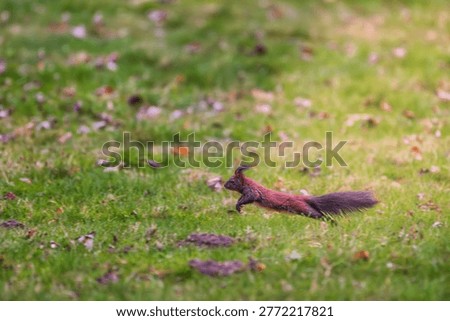 Red squirrel (Sciurus vulgaris) jumping mid-air over a green lawn in a park. Dark morph squirrel in motion with bushy tail extended. Dynamic wildlife photography of a small mammal in the wild.