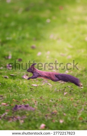 Red squirrel (Sciurus vulgaris) jumping mid-air over a green lawn in a park. Dark morph squirrel in motion with bushy tail extended. Dynamic wildlife photography of a small mammal in the wild.
