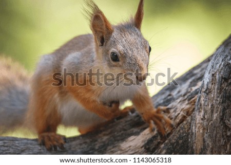 Image, Stock Photo Red Squirrel. Eating