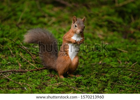 Similar – squirrels Environment