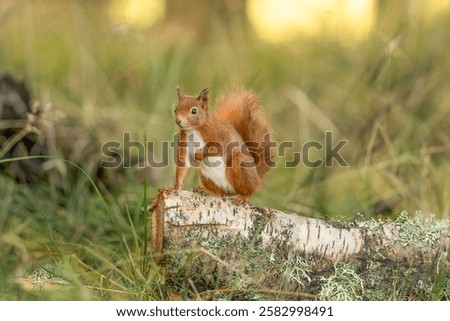 Red squirrel (sciurus vulgaris) on a tree in a forest in the uk in time of year