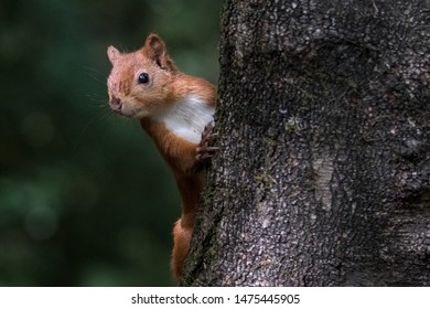 Red Squirrel (Sciurus vulgaris)  peaking round side of tree trunk - Shutterstock ID 1475445905