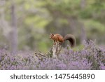 Red Squirrel (Sciurus vulgaris) perched on fallen log surrounded by purple heather
