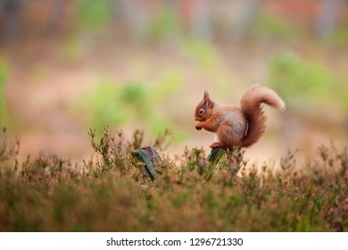 Red Squirrel, Sciurus Vulgaris In Scotland