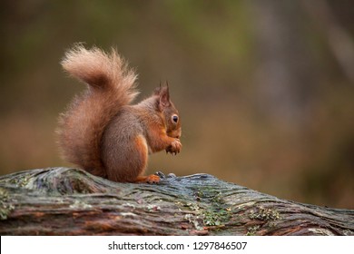 Red Squirrel, Sciurus Vulgaris In Scotland