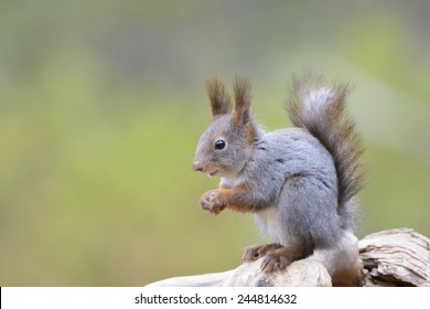 Red Squirrel (Sciurus vulgaris) sitting on a wooden log. - Powered by Shutterstock