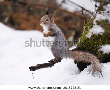 Red squirrel (Sciurus vulgaris) standing on a branch in winter.