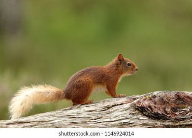 Red Squirrel Scotland