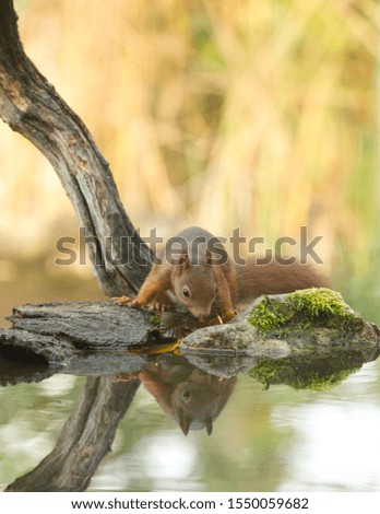 Similar – Image, Stock Photo snail family Nature Meadow