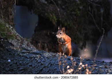 The Red Squirrel Sensed Danger