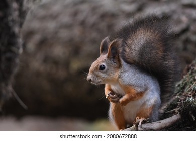 The Red Squirrel Sensed Danger