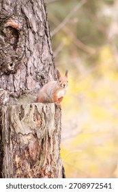 A red squirrel sits at the base of a thick pine trunk, partially hidden behind the bark. The squirrel looks into the camera, with blurred yellow-brown autumn foliage in the background