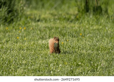 Red Squirrel sits elegantly on a green grassy meadow, County Monaghan, Ireland
