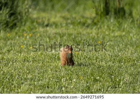 Red Squirrel sits elegantly on a green grassy meadow, County Monaghan, Ireland