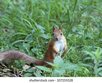 The red squirrel sits in a green grass and looks forward