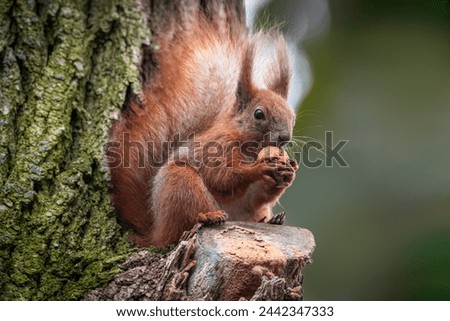 A red squirrel sits on the thin branch and eats a walnut toward the camera lens. Close-up portrait of a red fluffy squirrel with a dark green background with copyspace.