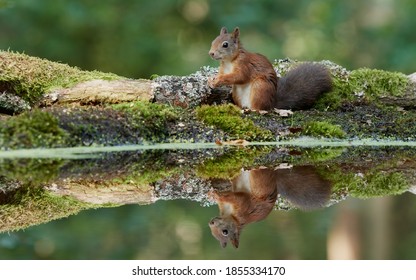Red squirrel sitting by the water
