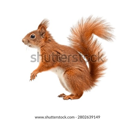 Red Squirrel Sitting Isolated on White Background Bushy Tailed Rodent