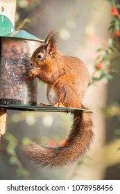 Red Squirrel Feeder Images Stock Photos Vectors Shutterstock