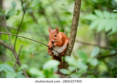 Red squirrel sitting on a tree trunk while eating in a lush green forest during summer. Wildlife close-up with natural bokeh and selective focus.