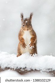 Red Squirrel In The Snow Taken In The Cairngorms National Park.