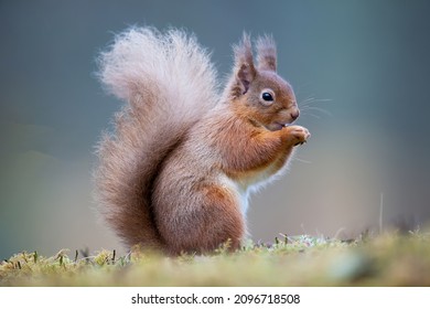 A Red Squirrel Standing On The Ground Eating A Nut. Taken In Scotland, UK