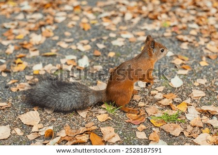 Red squirrel standing on the ground with its bushy tail raised, surrounded by fallen leeves and natural light in autumn