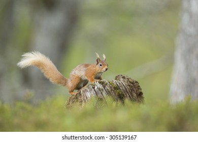 Red Squirrel Stood On A Log amongst A Pinewood.