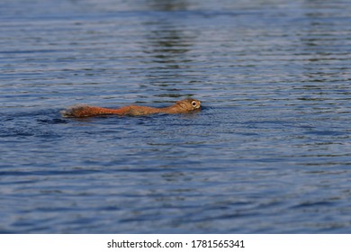 Red squirrel swimming across a small creek.  - Shutterstock ID 1781565341