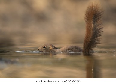 Red Squirrel Swimming - Eekhoorn - Sciurus Vulgaris 