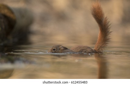 Red Squirrel Swimming In A Small Puddle In The Forest - Eekhoorn - Sciurus Vulgaris 