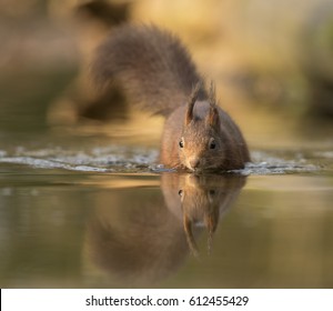 Red Squirrel Swimming In The Water - Eekhoorn - Sciurus Vulgaris 