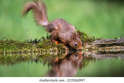 Red Squirrel Taking A Drink Of Water