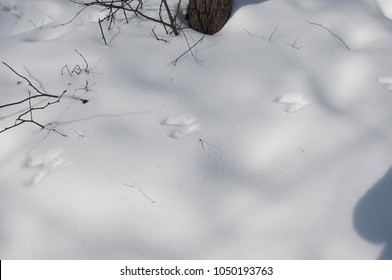 513 Traces Of Squirrel Images, Stock Photos & Vectors | Shutterstock