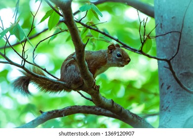 Red Squirrel in tree