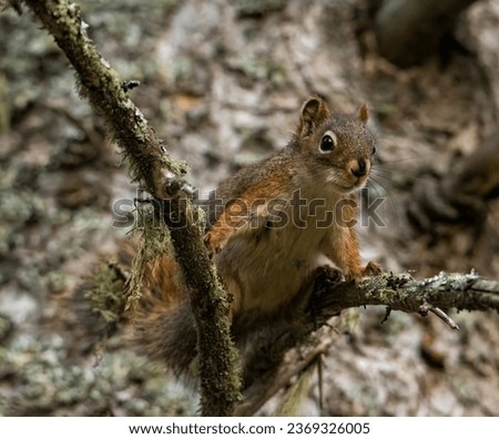 Similar – Eating squirrel in a sunny tree