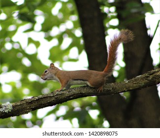 A Red Squirrel In A Tree In The Back Yard Of A Home In Mountain Union Pennsylvania In The Appalachian Mountains 