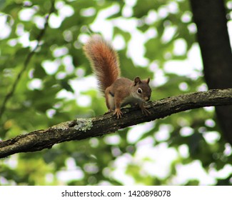 A Red Squirrel In A Tree In The Back Yard Of A Home In Mountain Union Pennsylvania In The Appalachian Mountains 