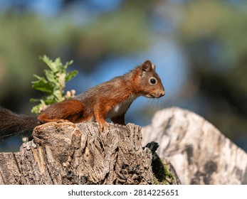Red Squirrel in Tree - European Sciurus - Detailed Wildlife Portrait in Natural Habitat. High quality photo