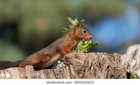 Red Squirrel in Tree - European Sciurus - Detailed Wildlife Portrait in Natural Habitat. High quality photo