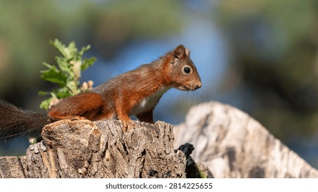 Red Squirrel in Tree - European Sciurus - Detailed Wildlife Portrait in Natural Habitat. High quality photo