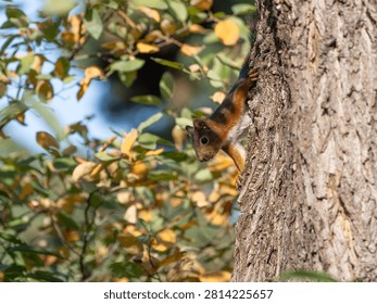 Red Squirrel in Tree - European Sciurus - Detailed Wildlife Portrait in Natural Habitat. High quality photo