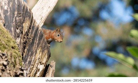 Red Squirrel in Tree - European Sciurus - Detailed Wildlife Portrait in Natural Habitat. High quality photo