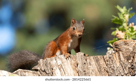 Red Squirrel in Tree - European Sciurus - Detailed Wildlife Portrait in Natural Habitat. High quality photo