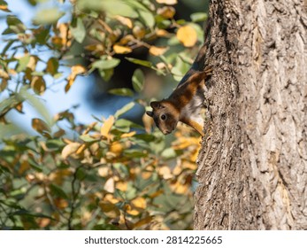 Red Squirrel in Tree - European Sciurus - Detailed Wildlife Portrait in Natural Habitat. High quality photo