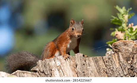 Red Squirrel in Tree - European Sciurus - Detailed Wildlife Portrait in Natural Habitat. High quality photo